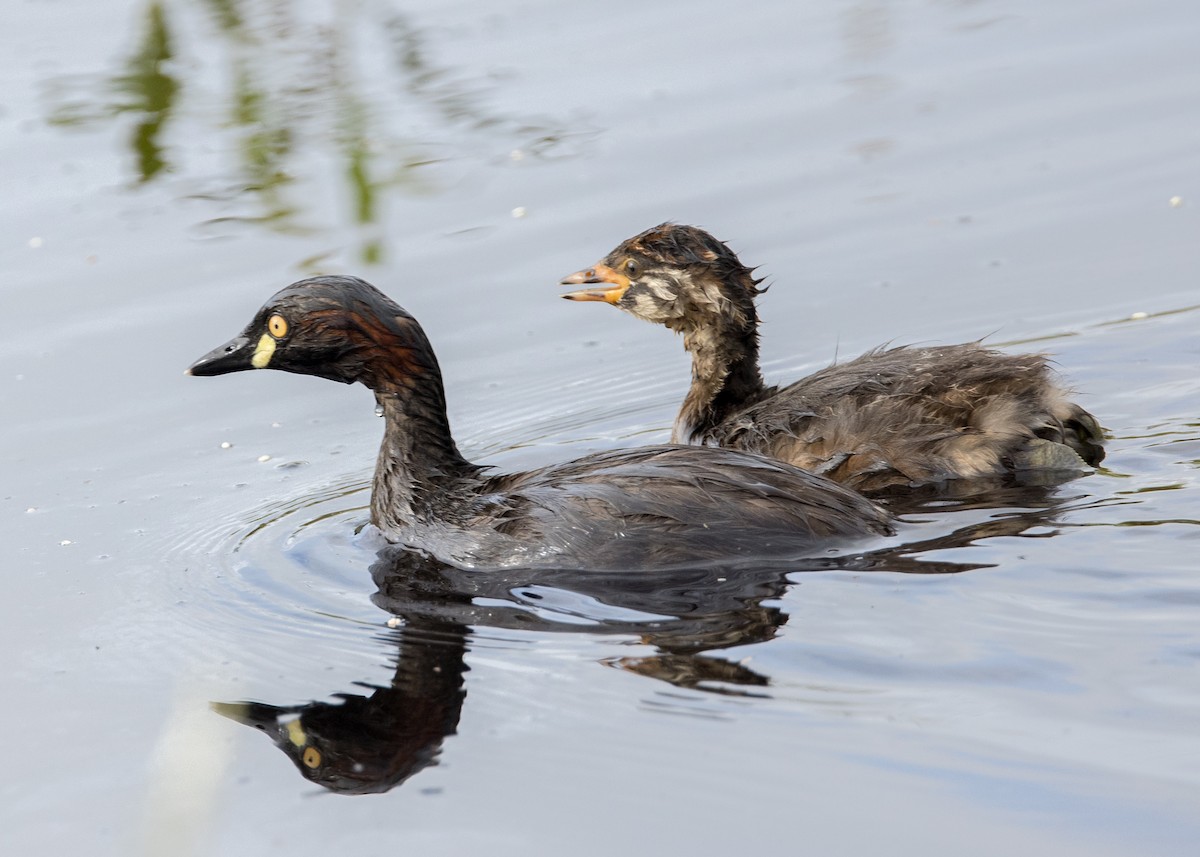 Australasian Grebe - ML630809165