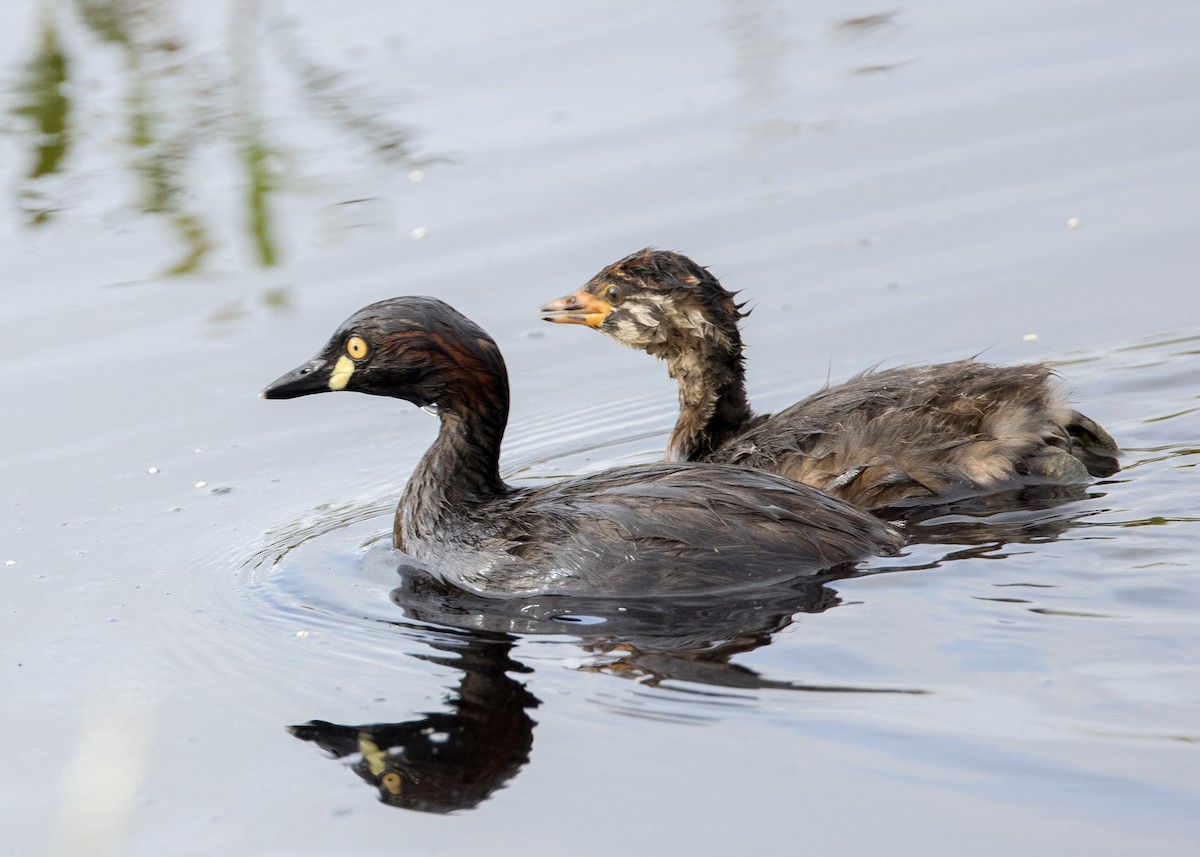 Australasian Grebe - ML630809166