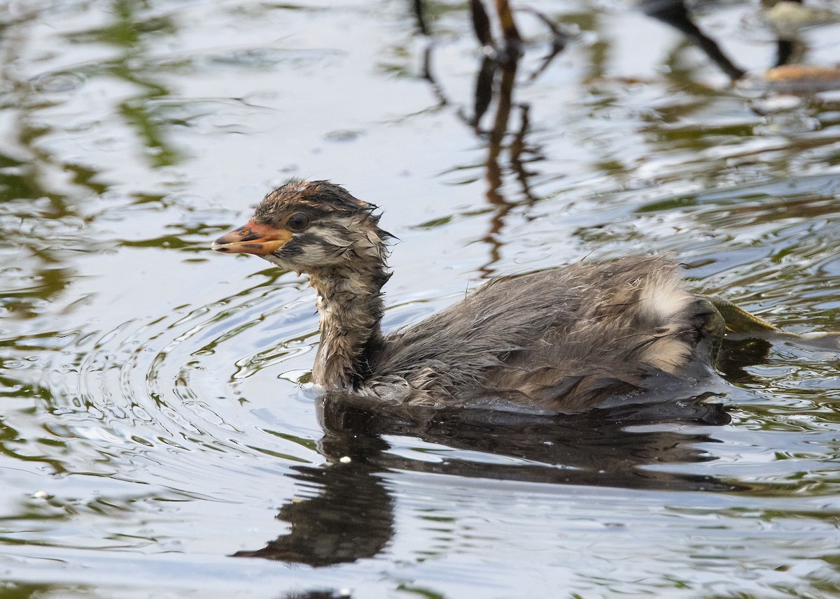 Australasian Grebe - ML630809167