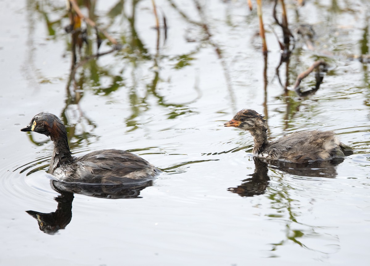 Australasian Grebe - ML630809168