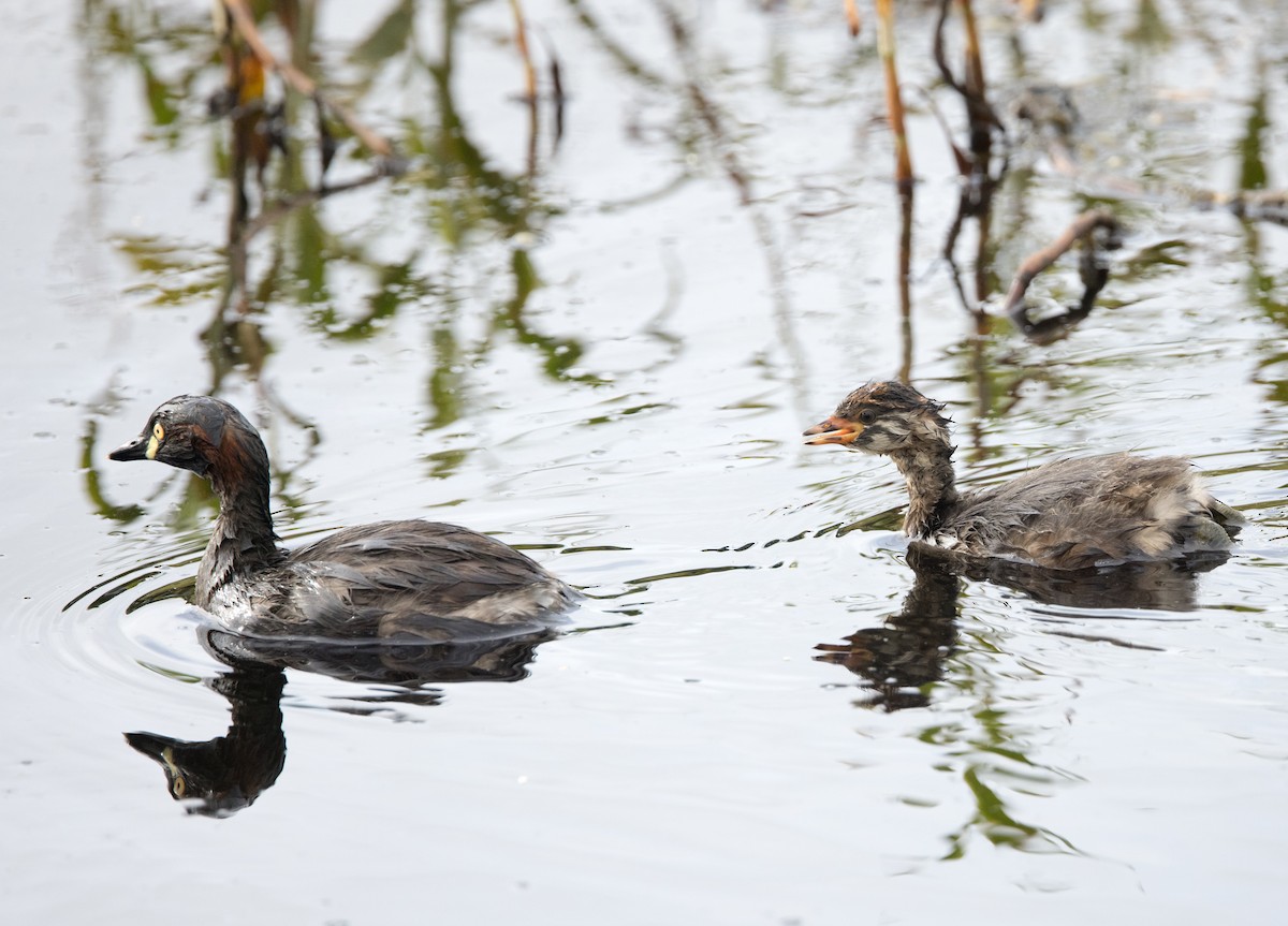 Australasian Grebe - ML630809169
