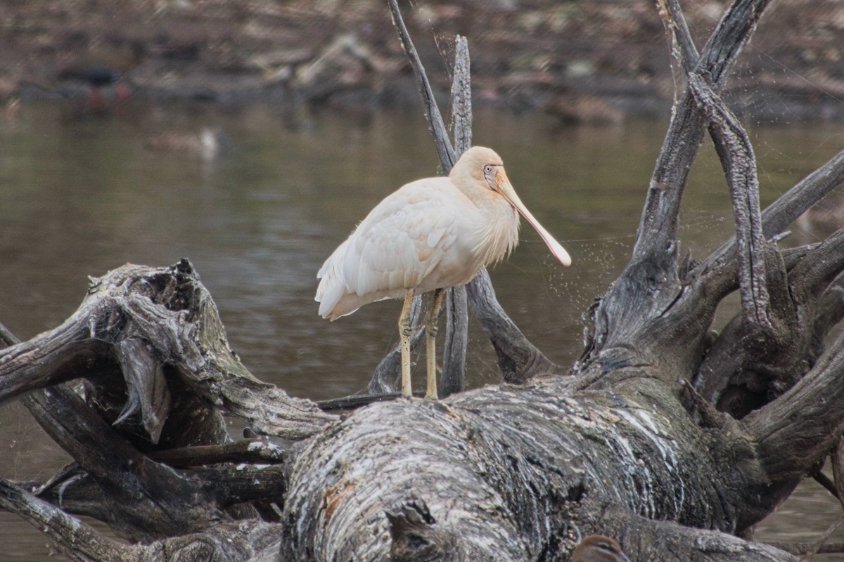 Yellow-billed Spoonbill - ML630809290
