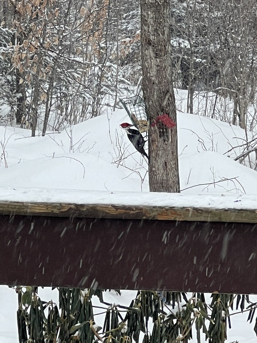 Pileated Woodpecker - ML630809321