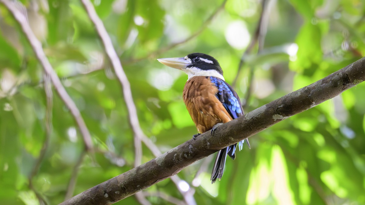 Rufous-bellied Kookaburra - ML630809347