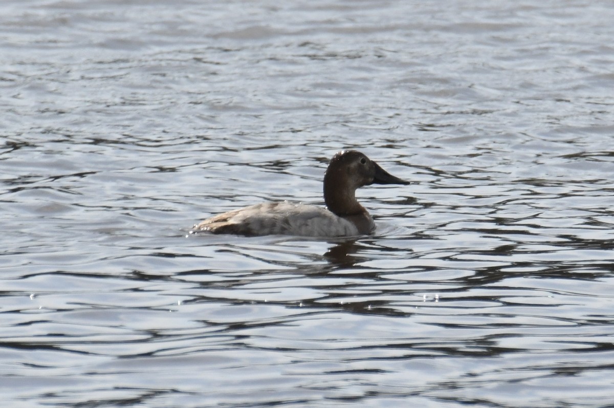 Canvasback - ML630809442