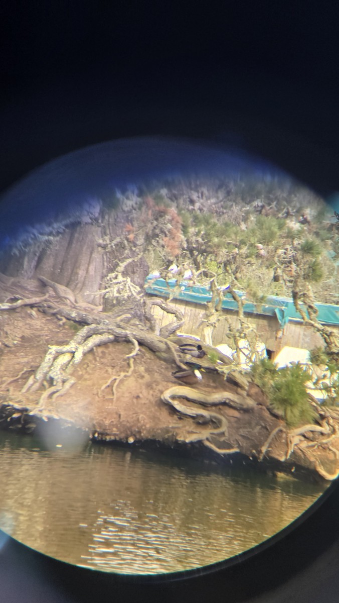 Mallard (Domestic type) - ML630809562