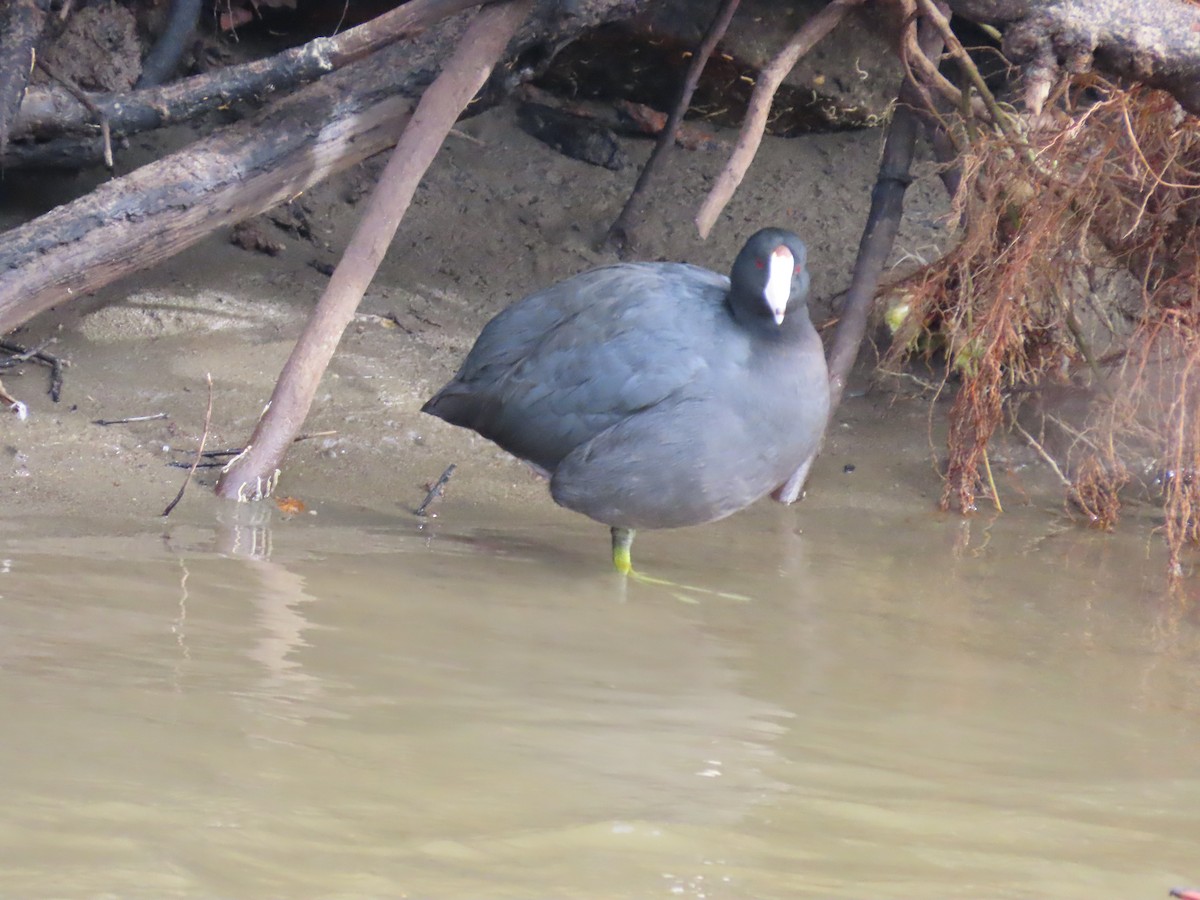 American Coot - ML630809662
