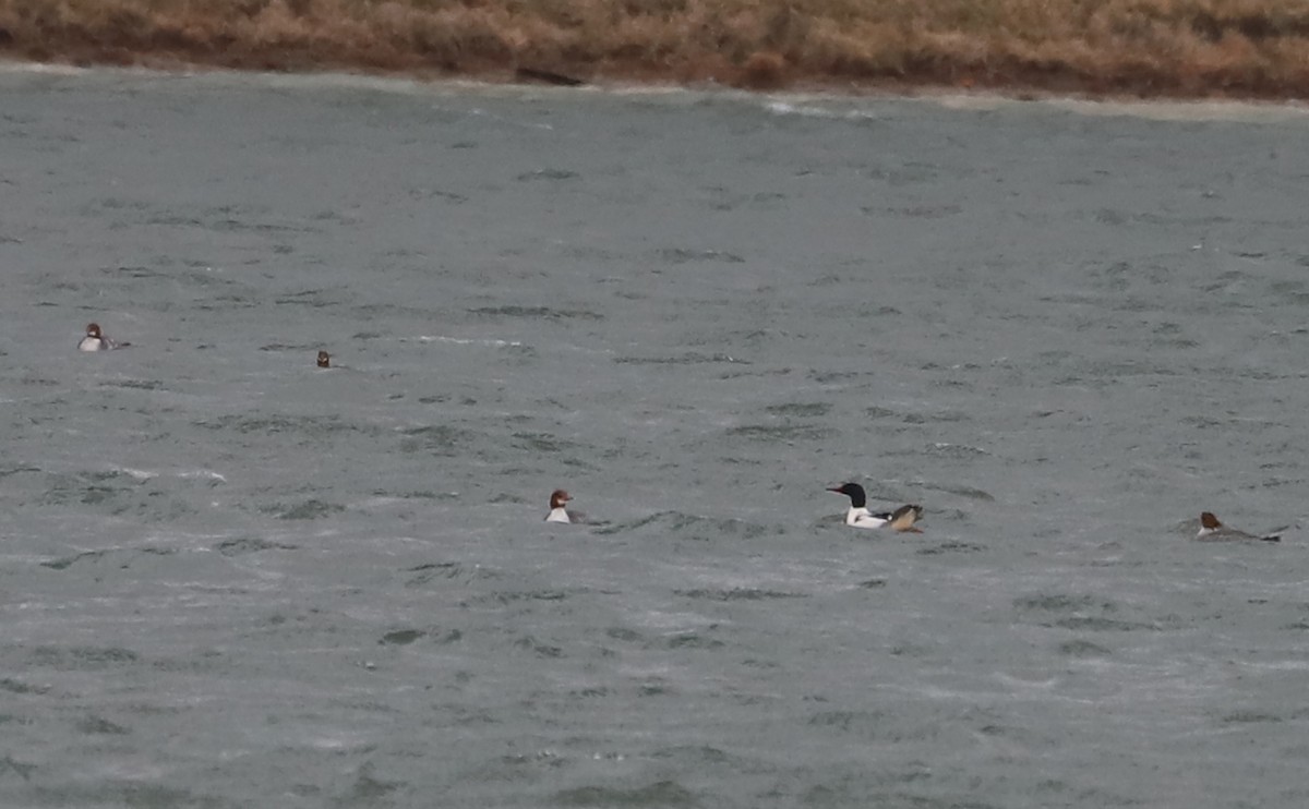 Common Merganser (North American) - ML630809706
