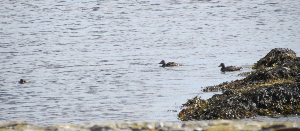 Common Eider - ML630809792