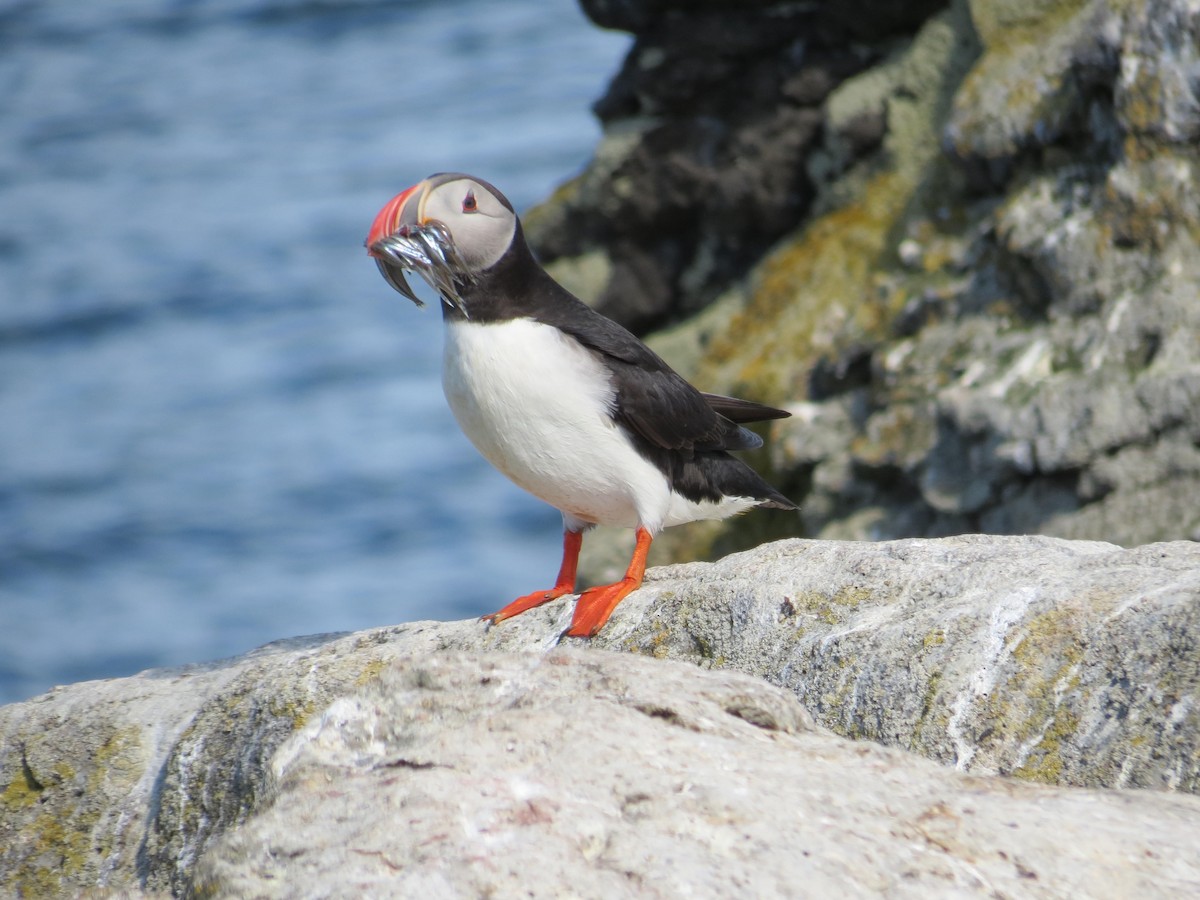 Atlantic Puffin - ML630809817