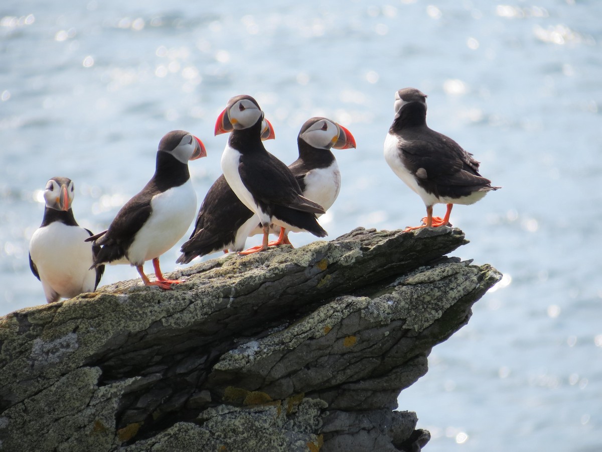 Atlantic Puffin - ML630809818