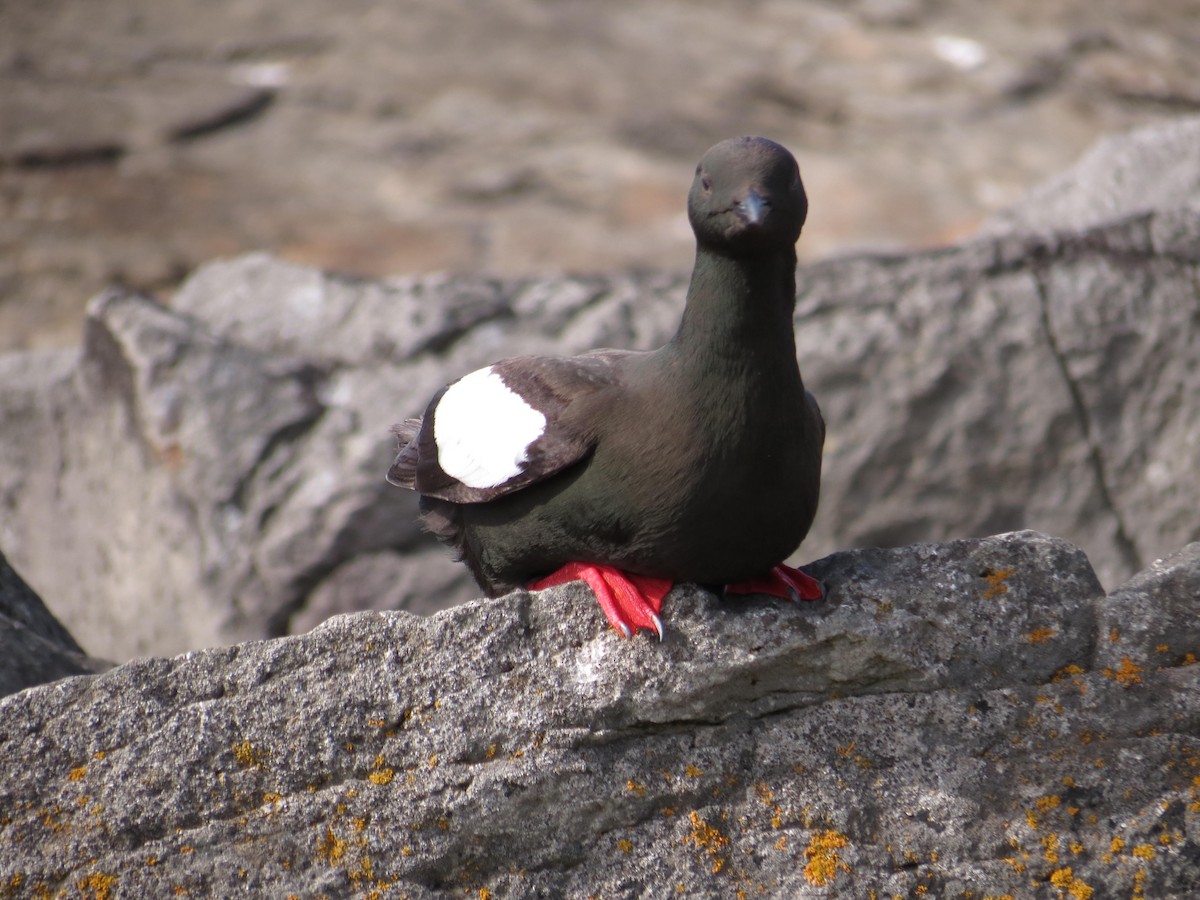 Black Guillemot - ML630809832