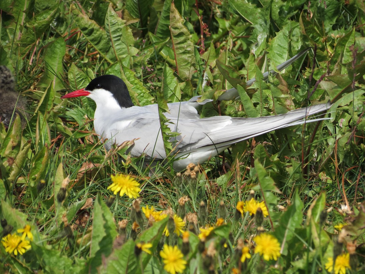 Arctic Tern - ML630809844