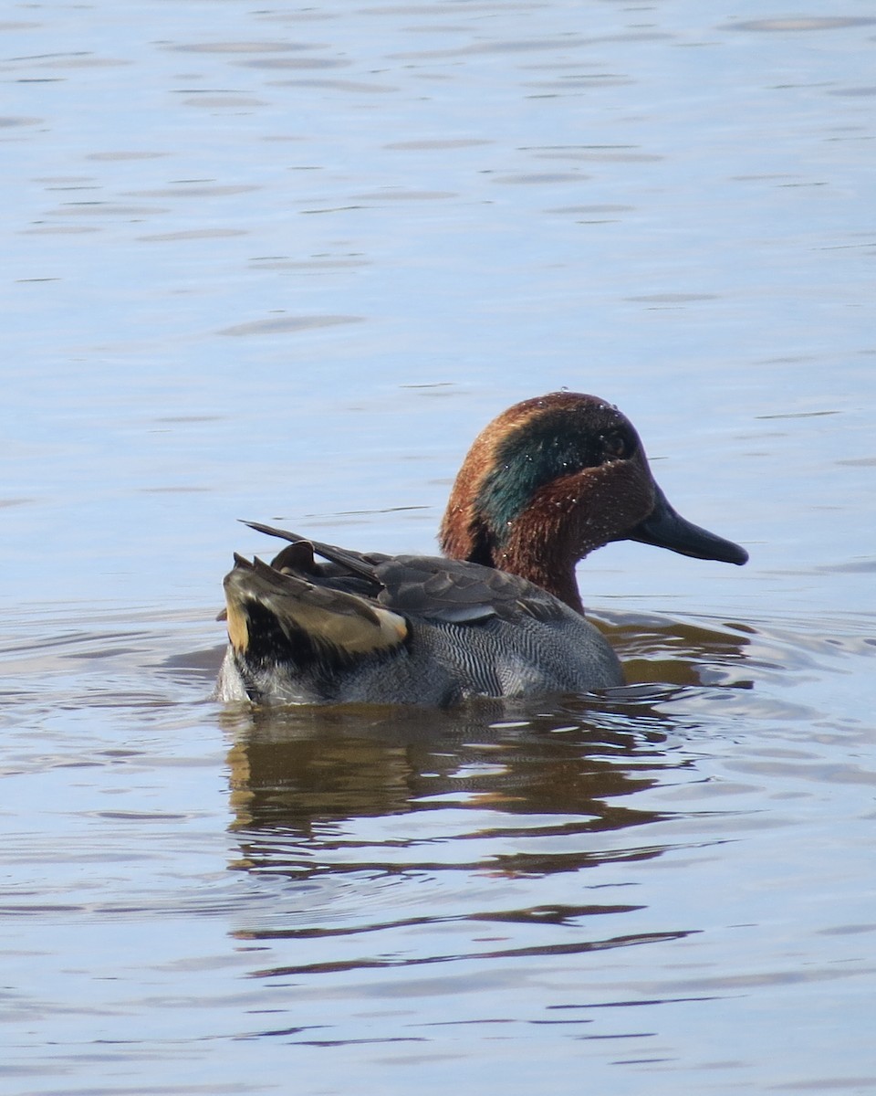 Green-winged Teal - ML630809997