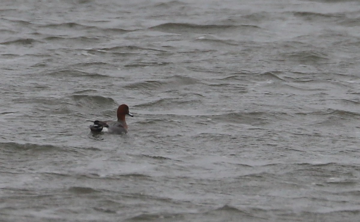 Eurasian Wigeon - ML630810147