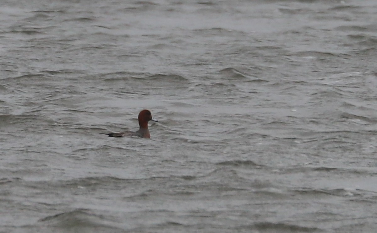 Eurasian Wigeon - ML630810149