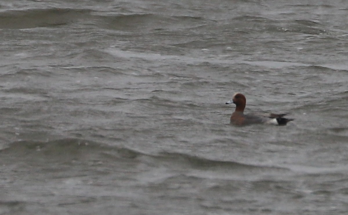 Eurasian Wigeon - ML630810154