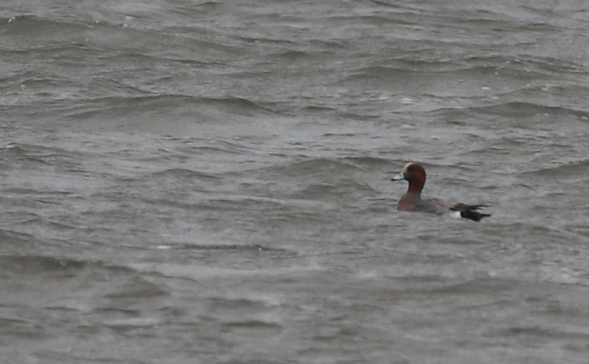 Eurasian Wigeon - ML630810155
