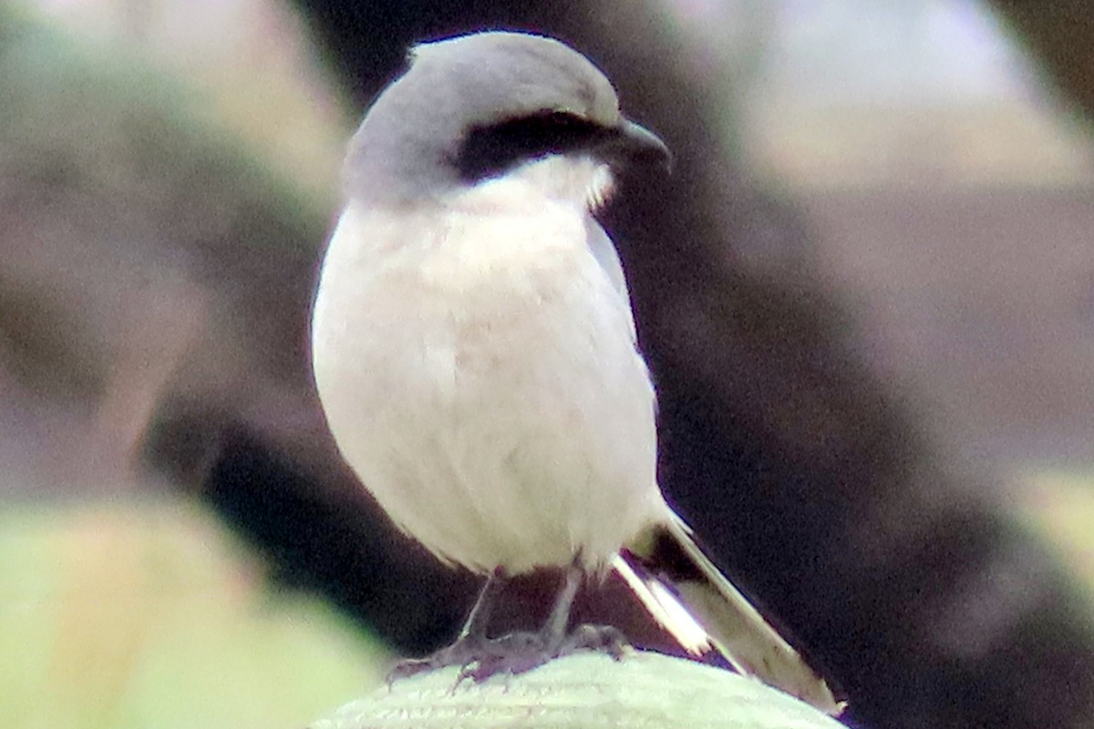 Loggerhead Shrike - ML630810252