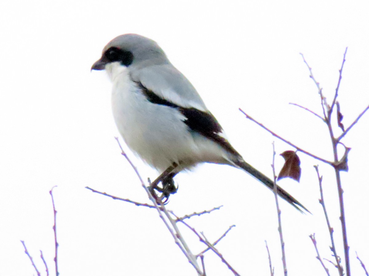 Loggerhead Shrike - ML630810254