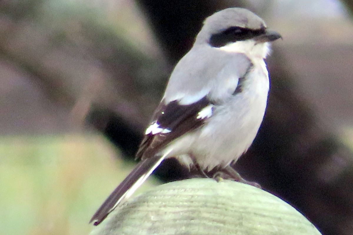 Loggerhead Shrike - ML630810256