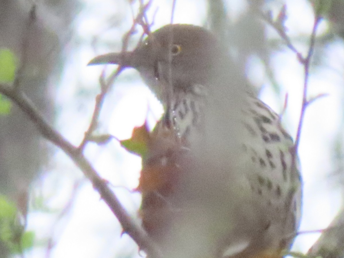 Long-billed Thrasher - ML630810316