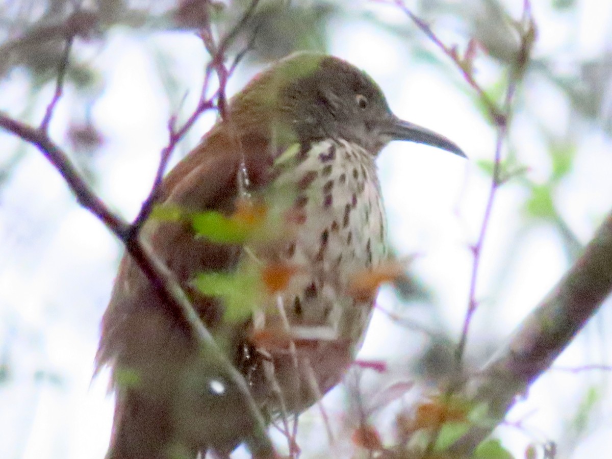 Long-billed Thrasher - ML630810317