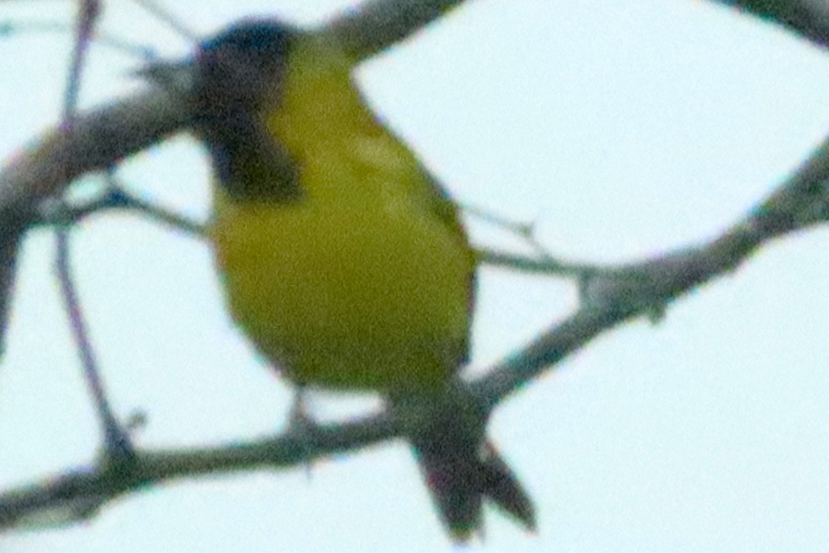 Audubon's Oriole - ML630810349