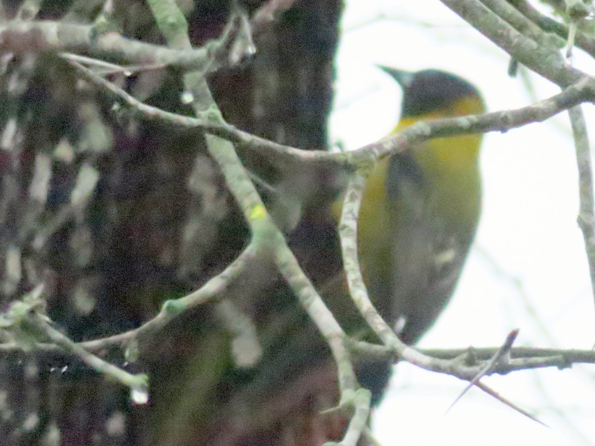 Audubon's Oriole - ML630810350