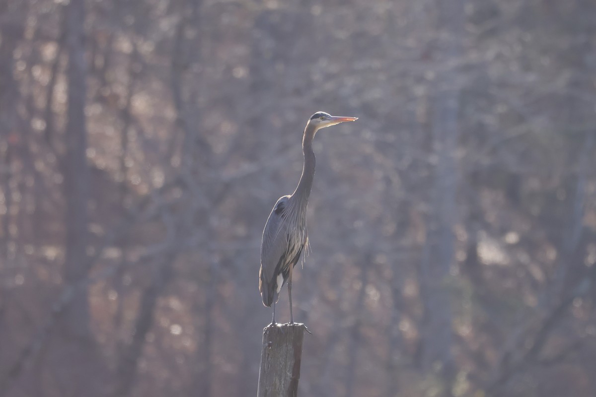 Great Blue Heron - ML630810627