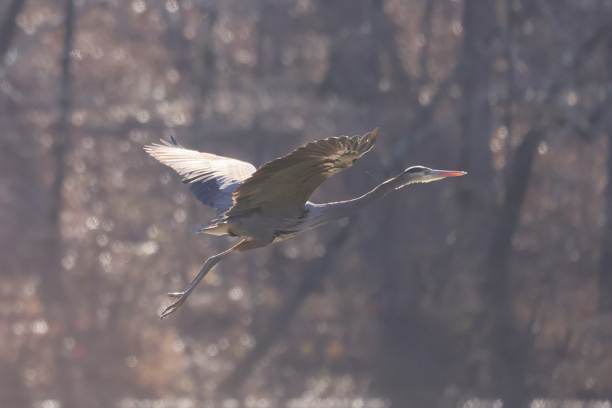 Great Blue Heron - ML630810648