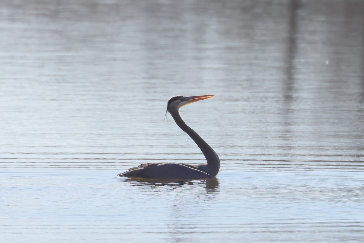 Great Blue Heron - ML630810656