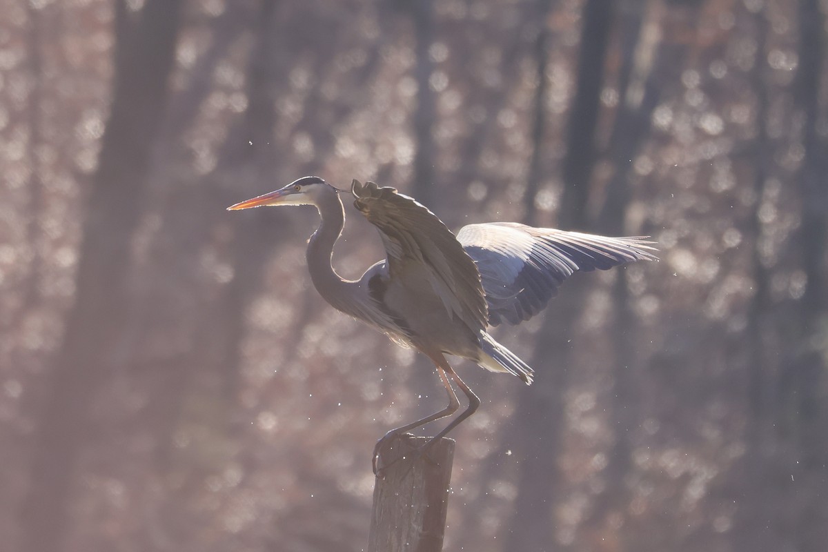 Great Blue Heron - ML630810668
