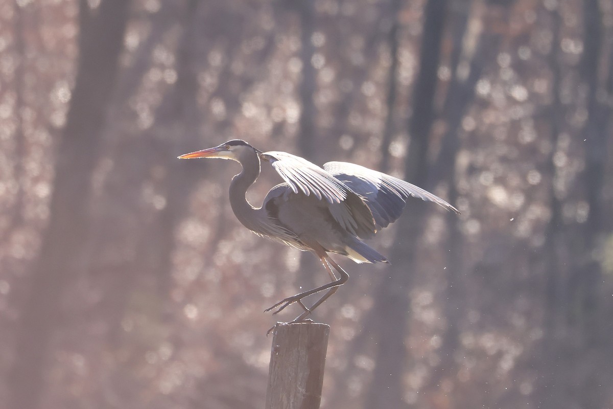 Great Blue Heron - ML630810688