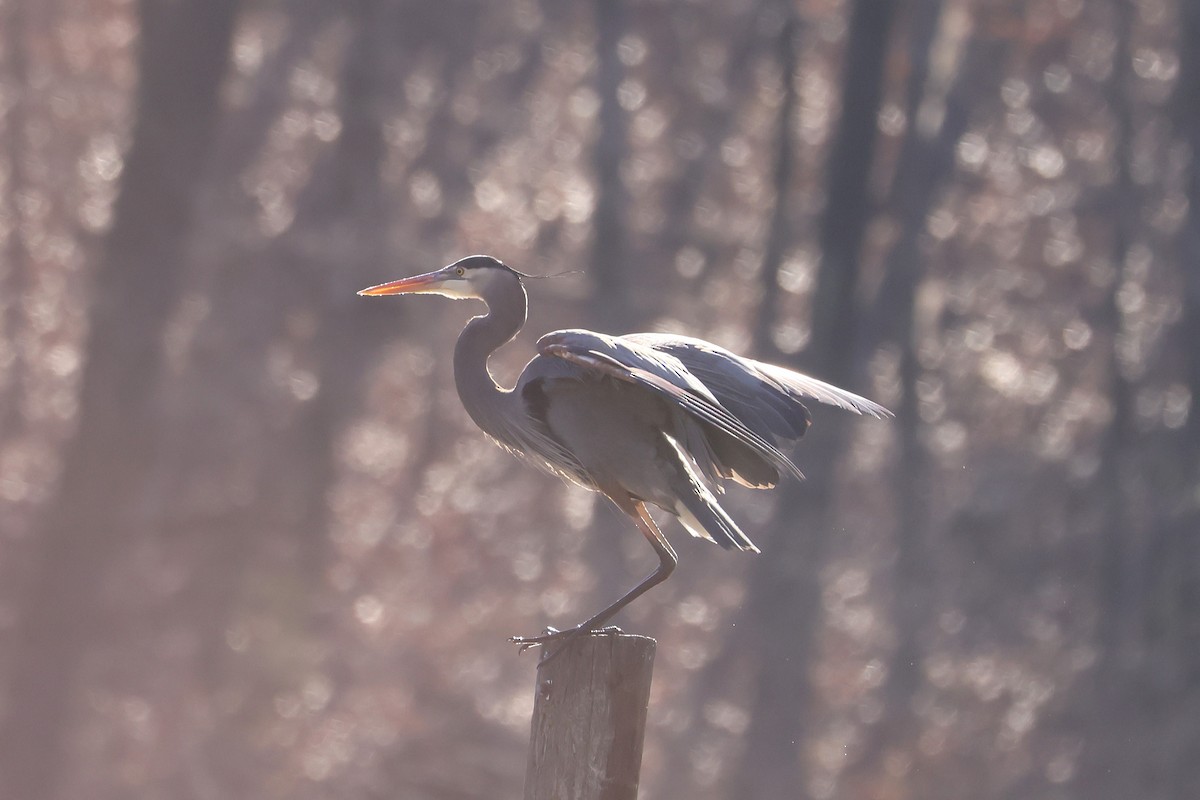 Great Blue Heron - ML630810698