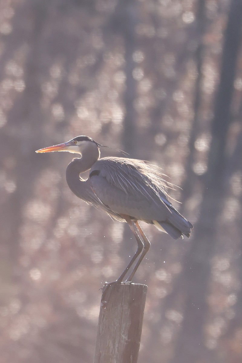 Great Blue Heron - ML630810719