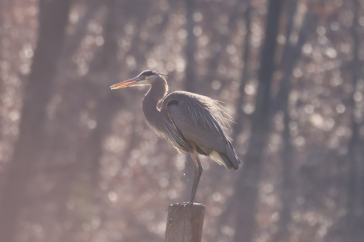 Great Blue Heron - ML630810741
