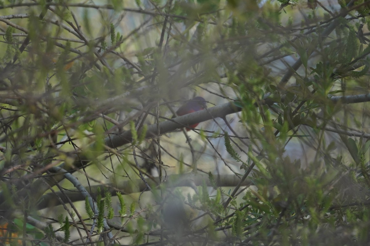 Painted Bunting - ML630810785