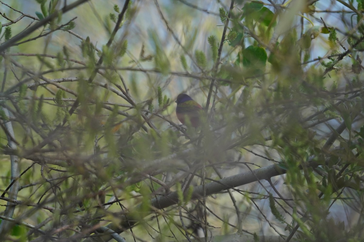Painted Bunting - ML630810786