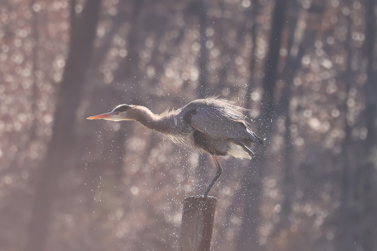 Great Blue Heron - ML630810789