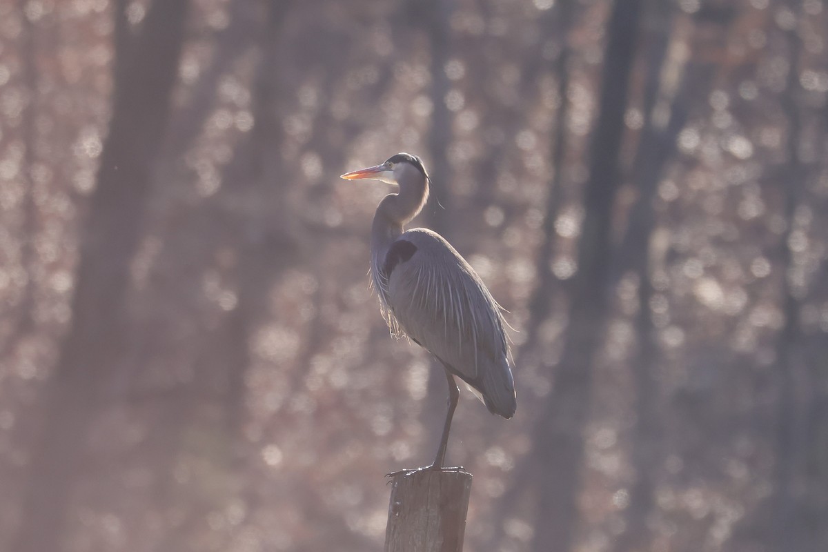 Great Blue Heron - ML630810794