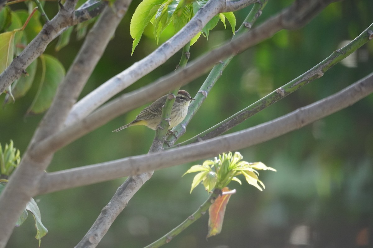 Palm Warbler - ML630810812