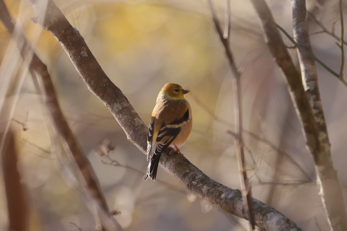 American Goldfinch - ML630810816