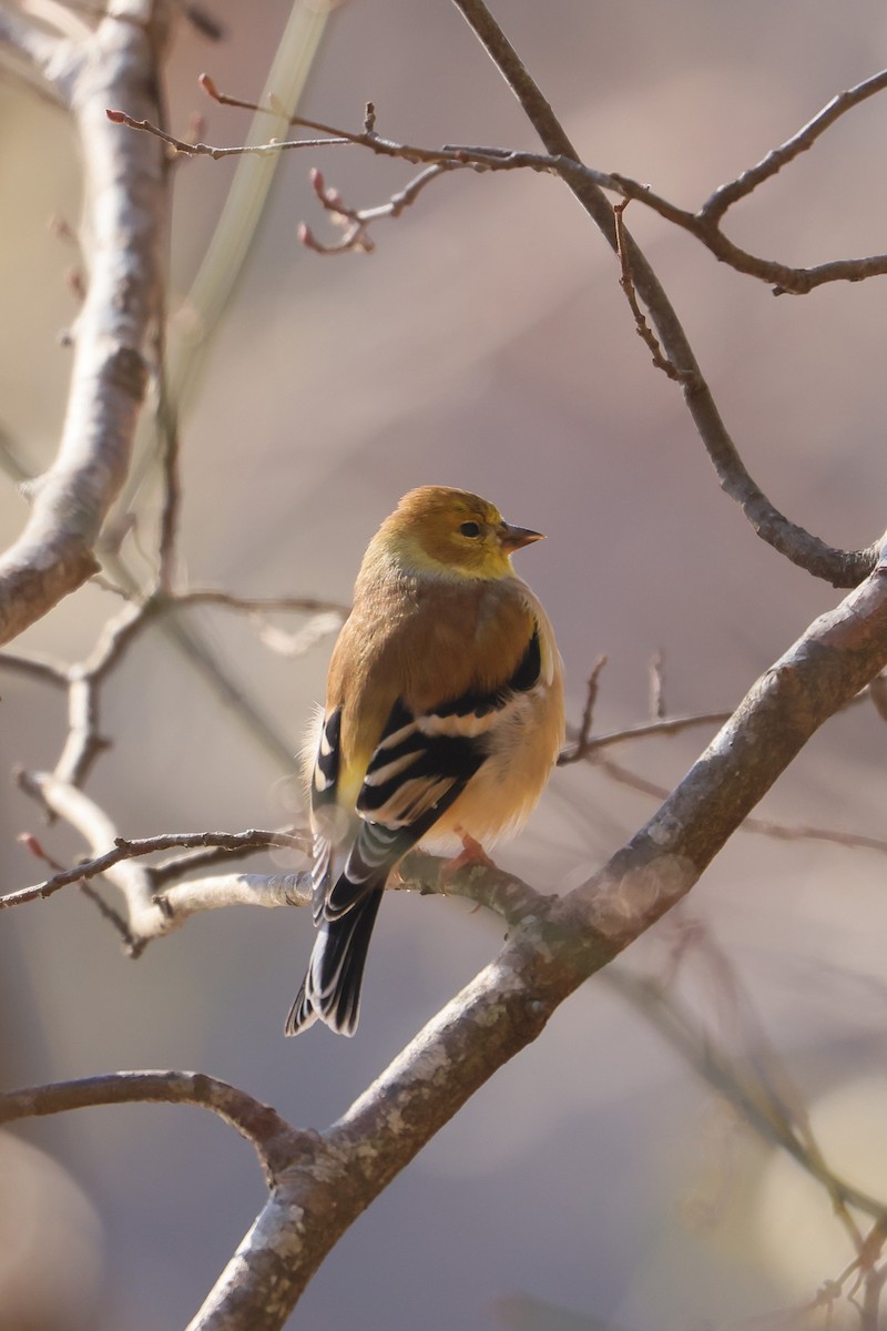 American Goldfinch - ML630810824