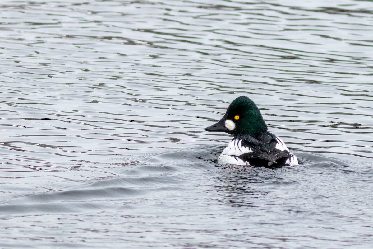 Алаг шунгаач - ML630810878