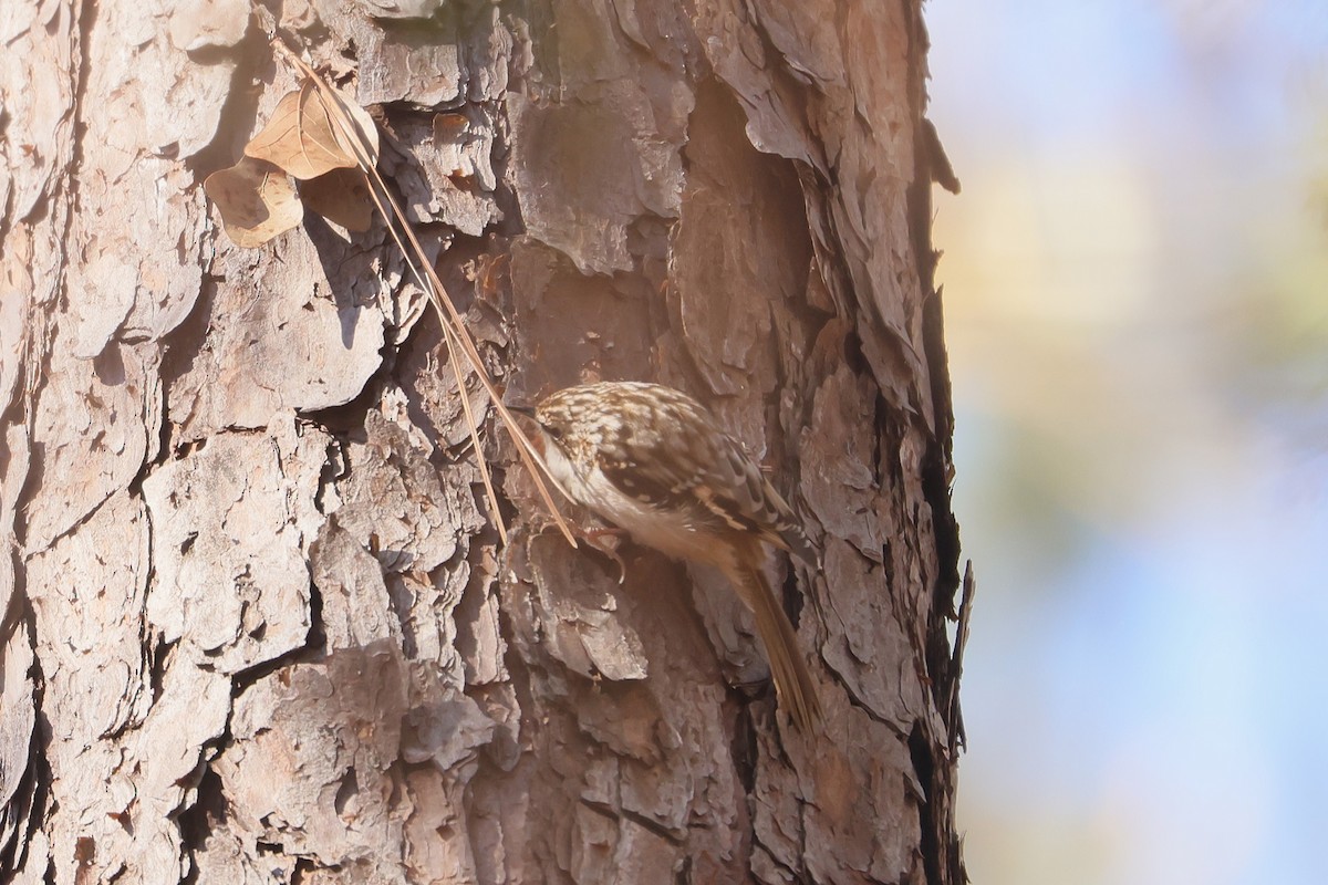 Brown Creeper - ML630810893
