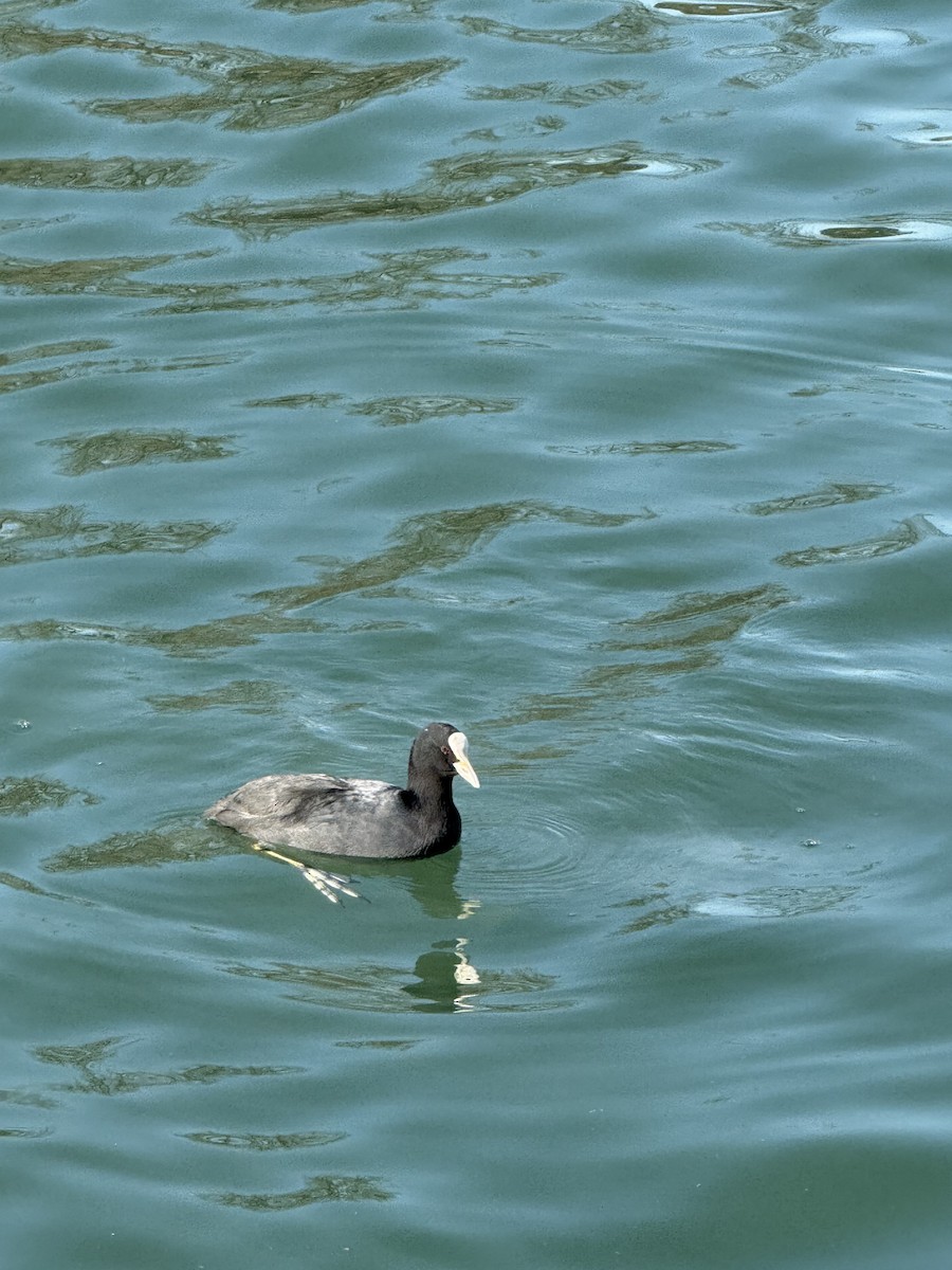 Eurasian Coot - ML630810991