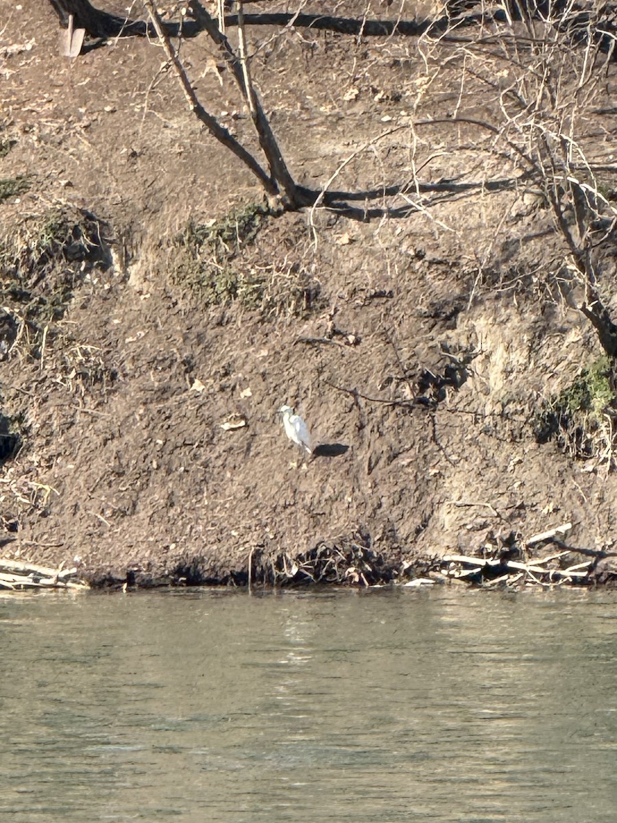 Little Egret - ML630811008