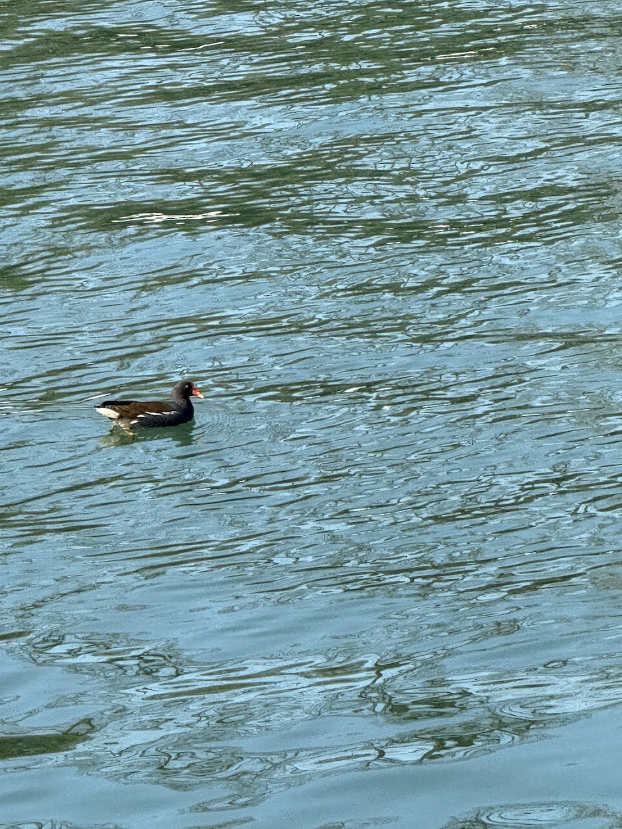 Eurasian Moorhen - ML630811024