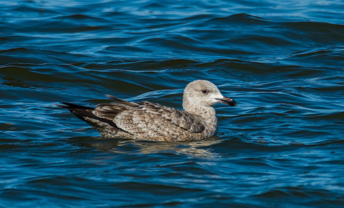 Goéland à manteau ardoisé - ML630811041